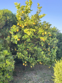 Villa Mio Mondo Property