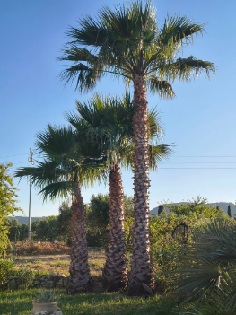 Villa Mio Mondo Property