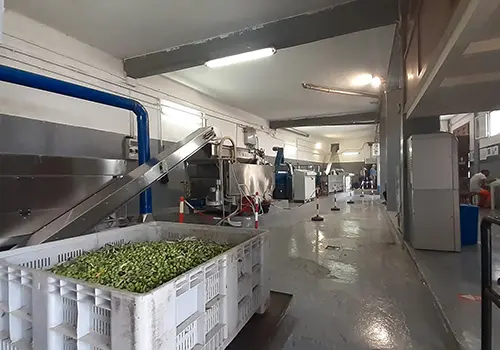 Olive Processing