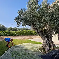 Olive Season