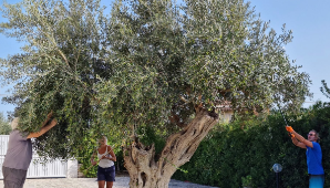 Olive Harvest